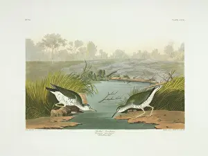 Sandpiper: Actitis macularius, spotted sandpiper