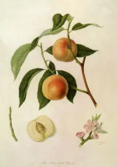 Linnaeus: Acton Scott Peaches