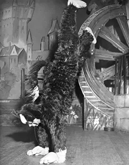 Panto: Actress Freda Wyn doing handstand in cat costume