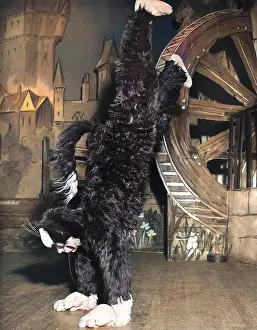 Panto: Actress Freda Wyn doing handstand in cat costume
