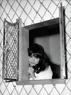 Peeking: Actress, Singer, Model Daliah Lavi 1942 -