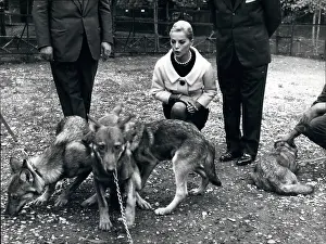 Wolfs: Actress Virna Lisi 1936-2014