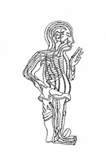 Fringe: Acupuncture chart, 19th century