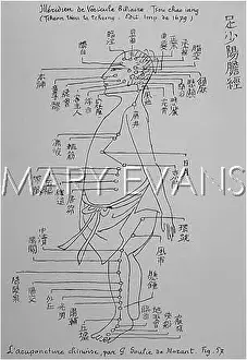 Acupuncture: Acupuncture -- the Gall Bladder
