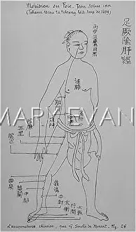 Acupuncture: Acupuncture -- the Liver