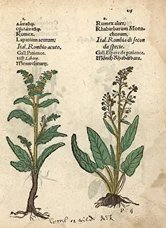 Alpinus: Acute dock, Rumex acutus, and alpine dock, Rumex alpinus