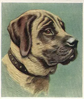 Mastiff: Advertising - 1950's, cigarette card, Mastiff