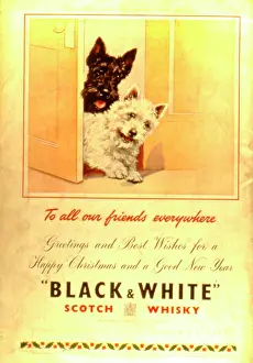 Whiskey: Advertisement for Black & White Scotch Whisky