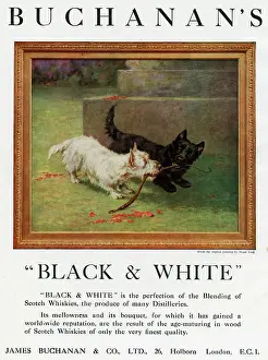 Scottie: Advertisement, Buchanan's Black & White Whisky