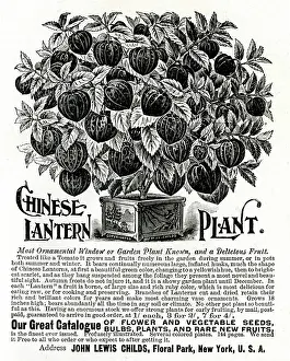 Physalis: Advert for Chinese Lantern Plant 1897