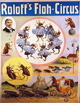 Fleas: advertising, circus, poster Roloff`s Floh-Circus