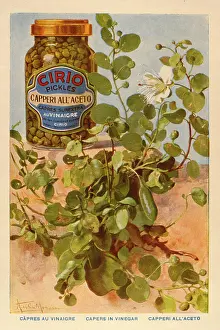 Pickles: Advertisement for Cirio capers in vinegar