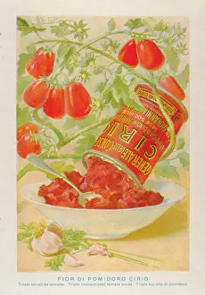 Extract: Advertisement for Cirio concentrated tomato puree