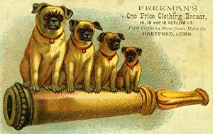Bazaar: Advert for clothing store with four pug dogs