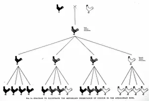 Cock: From AD Darbishire, Breeding and the Mendelian Discovery