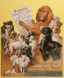 Chamberlin: ADVERT/DOG BISCUITS