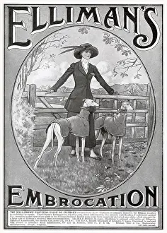 Greyhounds: Advert for for Elliman's Universal Embrocation 1913