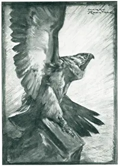 Rountree: Advertisement Illustration, Bird Of Prey