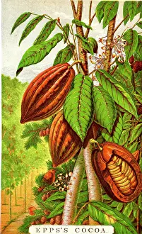 Pods: Advertising insert, Epps's Cocoa