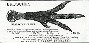 Aitchison: Advert for James Aitchison brooches 1883