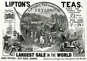 Liptons: Advert for Lipton's Teas 1896