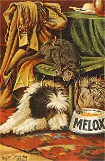 Melox: ADVERT/MELOX DOG FOOD