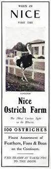 Ostriches: Advertisement for the Nice Ostrich Farm