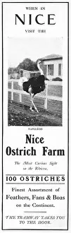 Ostriches: Advertisement for the Nice Ostrich Farm