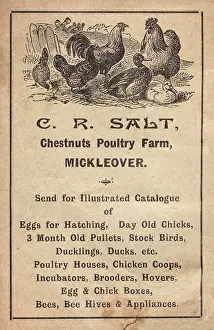 Hives: Advertisement for poultry farm, Mickleover, Derby