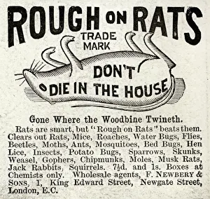 Vermin: Advert for Rough on Rats rodent killer 1890
