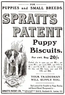 Spratts: Advert for Spratt's Patent Puppy Biscuits 1907