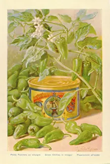 Tinned: Advertisement for tinned green chillies in vinegar