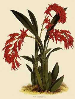 Orchids: Ada Aurantica