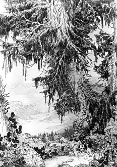 Stifter: Adalbert Stifter
