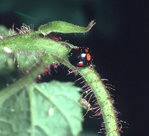 Ladybug: Adalia bipunctata variant, two spot ladybird