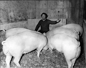 Deane: Adam Deane, opera singer, becomes pig farmer, Kent