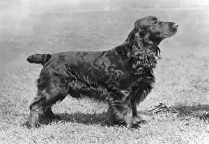 Grayson: Adam of Elmbury - Field Spaniel - Fall Photograph