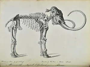 Scharf: Adams Mammoth