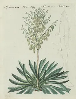 F. Gotz: Adam's needle and thread, Yucca filamentosa