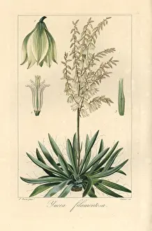 Bessa: Adam's needle, Yucca filamentosa, native to North America