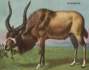 Addax: AddaX