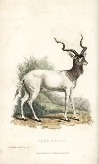 Addax: Addax, Addax nasomaculatus. Critically endangered