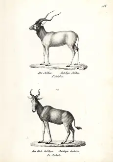 Addax: Addax antelope (critically endangered) and