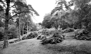 Coombe: Addiscombe, Coombe Woods c1965