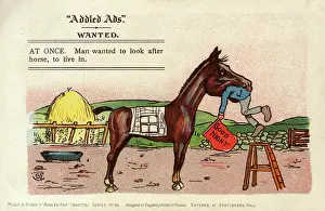 Spelling: Addled Ads - Living in a HORSE