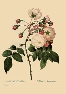 Dorleans: Adelaide d'Orleans