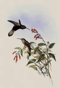 Oreotrochilus: Adela's Hill-Star, Oreotrochilus Adel...ae