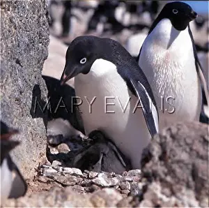 Adelie: ADELIE PENGUIN & CHICKS