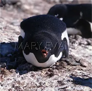 Hissing: ADELIE PENGUIN DEFENCE