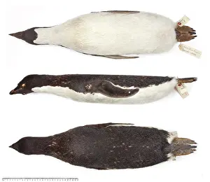 Ornithological: Adelie penguin, Pygoscelis adeliae